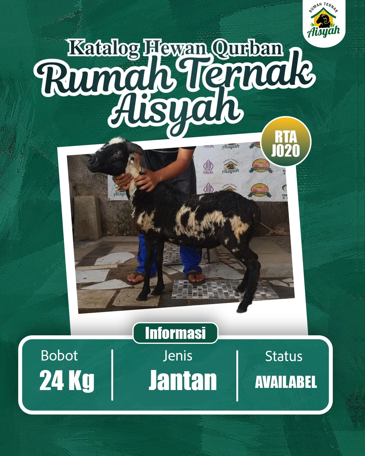 J020 Domba Jantan Tanduk 24kg RTA